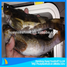 fresh frozen fat greenling seafood